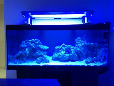 aquarium néon bleu.jpg