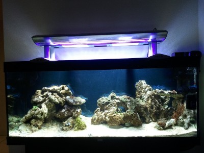 aquarium après 1 mois.jpg