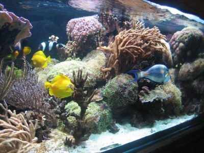 aquarium 1.2012 012.JPG