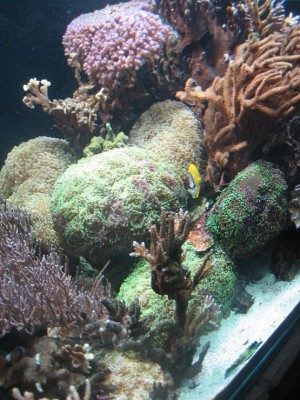 aquarium 1.2012 009.JPG