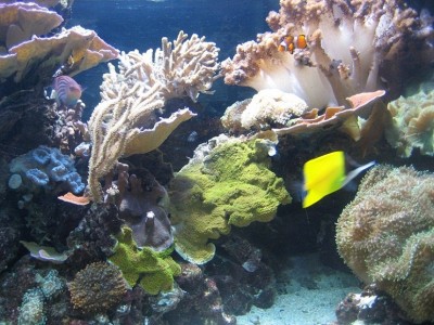 aquarium 2012.2 005.JPG