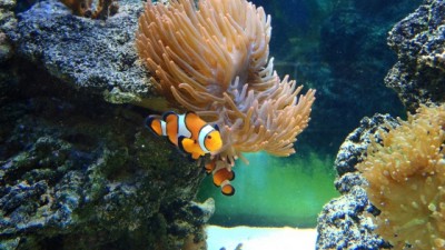 Amphiprion ocellaris.JPG