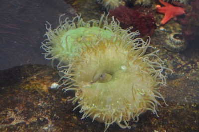 oceano_anemone.jpg