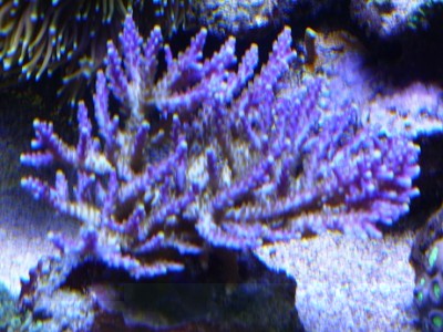 Acropora jaune polype violet 14.jpg