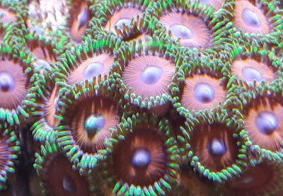 20170812_zoas_2.jpg