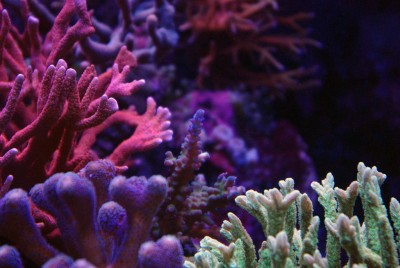 coraux.jpg